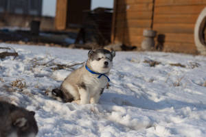 Søt husky med blå halsbånd — Søt blå Bakgrunner
