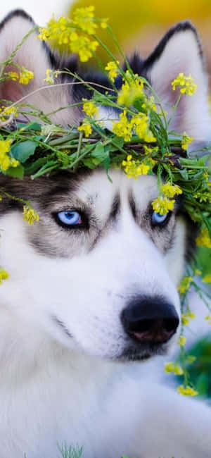 Søte huskybilder — Honor X70 Pro Max Bakgrunner