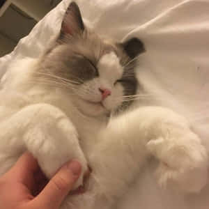 Estetiske kattebilder — Estetisk katt Bakgrunner
