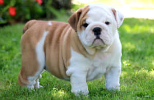 Bulldoggevalp bilder — Hund Bakgrunner