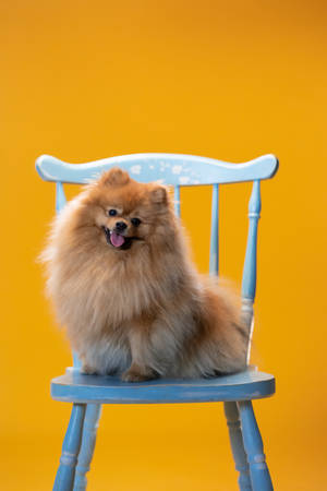 Søt Pomeranian på blå stol — Søt blå Bakgrunner