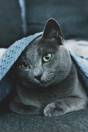 Russisk blå katt bilder — Honor Pad GT2 Pro Bakgrunner