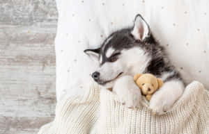 Søte huskybilder — Hund Bakgrunner