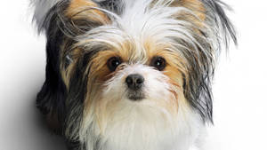 Søt tri-farget terrier — Søt hund Bakgrunner
