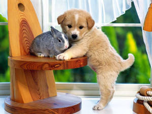 Søt valp med grå kanin