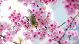 Søt vårfugl i sakura