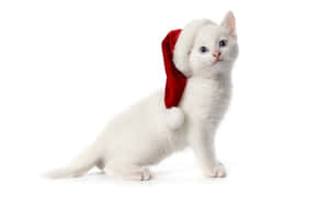 Søte estetiske julebilder — Søt estetisk jul Bakgrunner