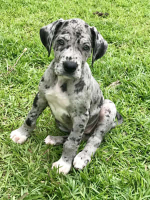 Bilder av Great Dane-valper — iPad Pro 12.9 Bakgrunner