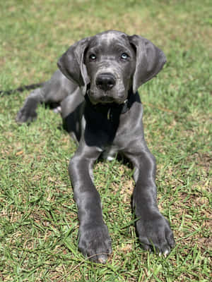 Great Dane-valpebilder — iPad Pro 12.9 Bakgrunner