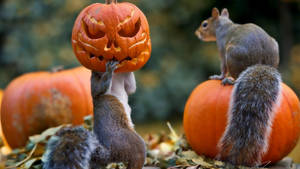 Søte Halloween-ekorn bakgrunnsbilde. — Søt Halloween Bakgrunner