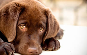 Søte hundehvalpeøyne — Søt hund Bakgrunner