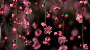 Søte vårblomstranker