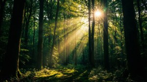 Skog med solstråler på en mørk Amoled-bakgrunn — AMOLED Bakgrunner