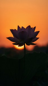 Minimalistisk silhuett av en lotus ved soloppgang med oransje himmel. — iPhone 8 Plus Bakgrunner