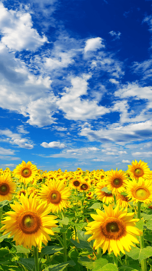 Solsikke, solsikkebakgrunn, sommer, solsikkeestetikk, solsikkebilder
