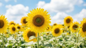 Et lyst solsikkefelt under blå himmel, som innkapsler en glad sommerlig natursstetikk. — Sommerestetikk Bakgrunner