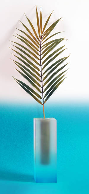Plante Iphone — Galaxy A17 Bakgrunner