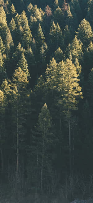 Trees Iphone — Redmi Note 17 Bakgrunner