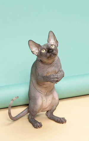 Sphynx-katt stående på to bein