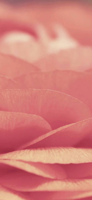 Rosa iPhone XR — iPhone rosa estetisk Bakgrunner