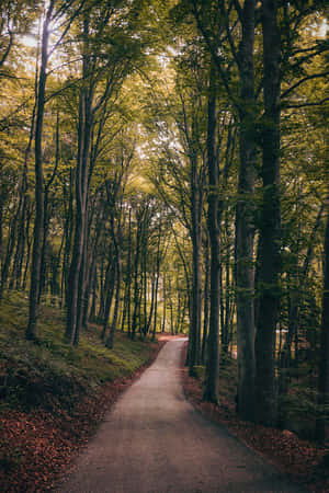 Sti gjennom skogen — Vakker natur Bakgrunner