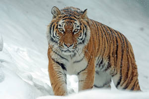 Strirende Harimau som går i snøen — Tiger Bakgrunner