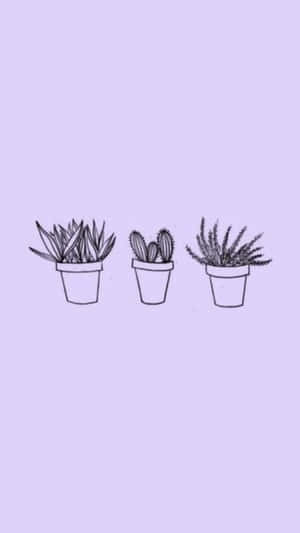Lavendel Pastell Lilla Estetisk Bakgrunn — Lavendel estetikk Bakgrunner
