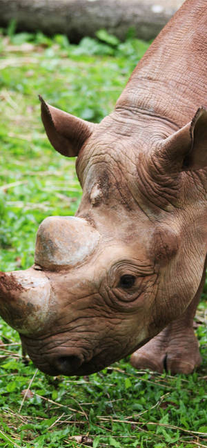Sumatransk neshorn bakgrunnsbilde — iPhone 12 Bakgrunner