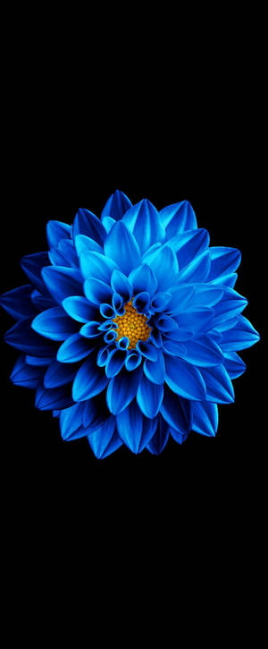 Super Amoled blå Zinnia bakgrunnsbilde — Vivo X Fold3 Pro Bakgrunner