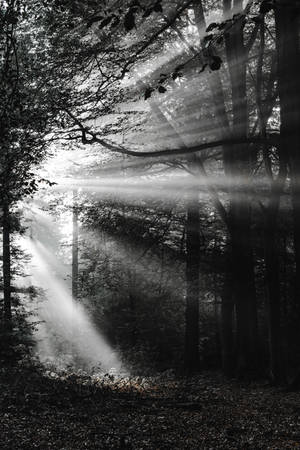 Svart-hvitt skog bakgrunnsbilde