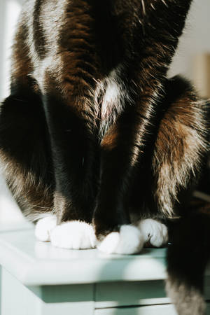Svart katt med hvite labber — Svart katt Bakgrunner