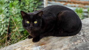 Svart katt på trestamme — Svart katt Bakgrunner