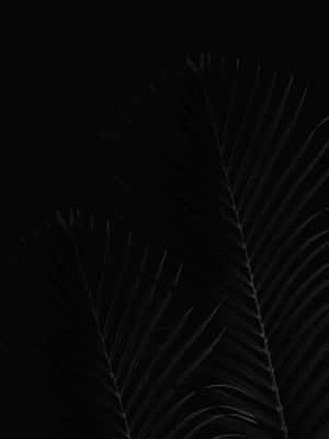 Pixel 3xl Oled Bakgrunn — Svart Bakgrunner