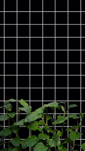 Svart og hvitt med planter rutenettestetikk