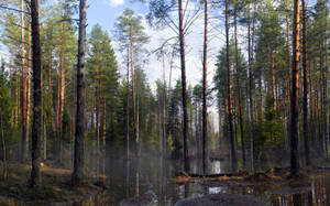 Brun skog om våren med høye grønne trær. — Daggry Bakgrunner