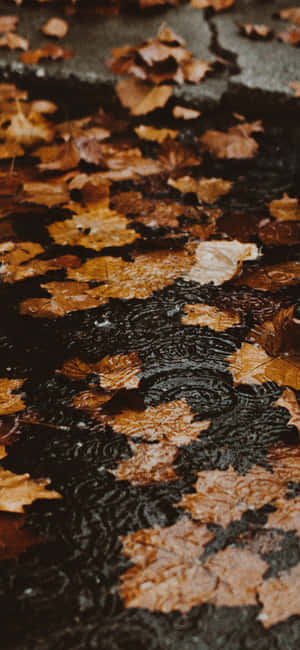 Fall Iphone bakgrunn — ZTE Axon Bakgrunner