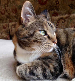Kattebilder — Katt Bakgrunner