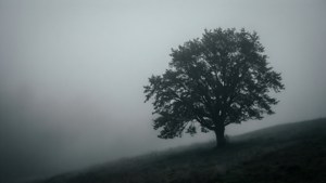 Silhuett av et ensomt tre i grå tåke, atmosfærisk og rolig bakgrunnsbilde. — Grå estetikk Bakgrunner