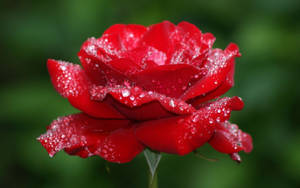 Roseblomst-bakgrunnsbilder — Roseblomst Bakgrunner