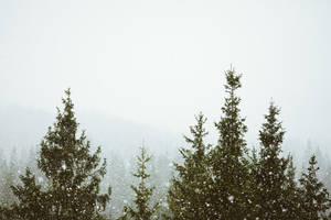 Tåkete skog snøfall