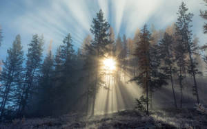 Tåkete skog og solstråler — Mørk skog Bakgrunner