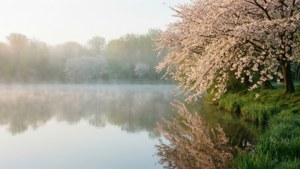 Tåkete innsjø med kirsebærblomster som speiler seg i det rolige morgenlyset.