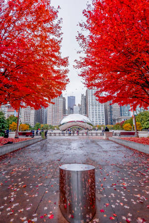 The Bean Chicago Røde Løv — Høst Bakgrunner