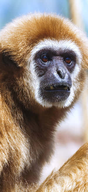 Iphone Xs Max Gibbon Bakgrunn — iPhone Xr Bakgrunner