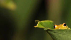 Tittende Kawaii-frosk inne i en plante bakgrunnsbilde
