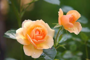 Gratis oransje roseblomst i blomst på dagtid lagerfoto — Roseblomst Bakgrunner