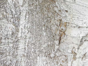 detalj,tre, bakgrunn, materiale, værbit, stamme, abstrakt, tre, tekstur, gammel, overflate, naturlig, tømmer, ved, mønster, grov, aldring, plante, nærbilde, miljø — Abstrakt Bakgrunner