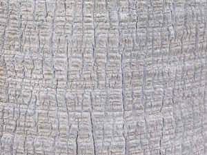 detalj,tre,treverk,bakgrunn,materiale,værbit,stamme,abstrakt,tre,tekstur,gammel,overflate,naturlig,tømmer,tre,mønster,ru,aldring,plante,nærbilde,miljø — Abstrakt Bakgrunner