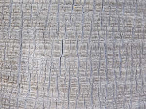 detalj,tre,bakgrunn,materiale,værbit,stamme,abstrakt,tre,tekstur,gammel,overflate,naturlig,tømmer,tre,mønster,ru,aldring,plante,nærbilde,miljø — Abstrakt Bakgrunner