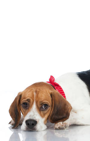 Trist beaglehund — Galaxy Tab S9 FE Bakgrunner